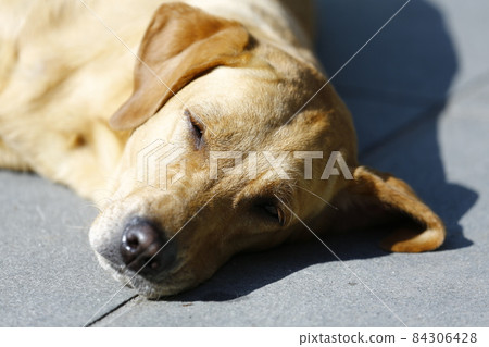 狗 84306428