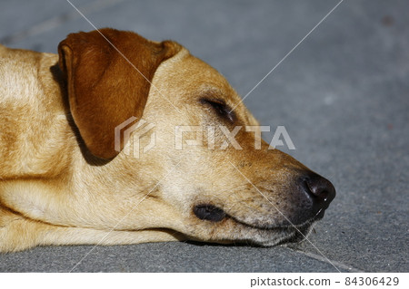 狗 84306429