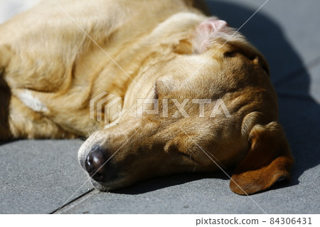 狗 84306431