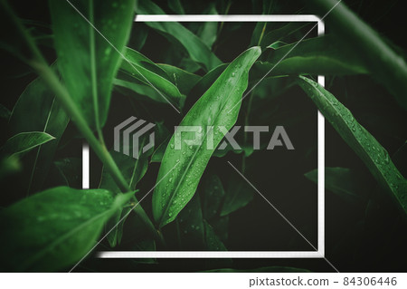 Close up rain drops on tropical nature green leaf with white frame abstract background. Close up rain drops on tropical nature green leaf with white frame abstract background. 84306446