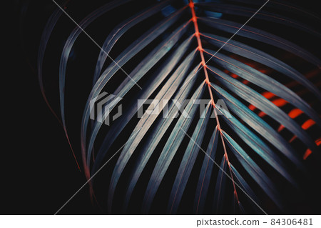 Palm leaf pattern texture abstract background. Palm leaf pattern texture abstract background. 84306481