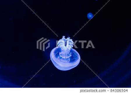 Group of light blue jellyfish swiming in aquarium 84306504
