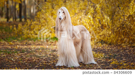 Dog, gorgeous Afghan hound, full-length portrait, against the background of the autumn forest, space for text 84306609