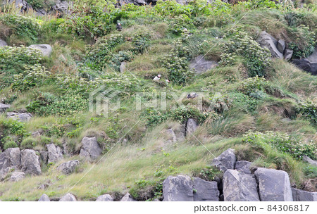 The atlantic puffin lives on the ocean and comes for nesting and breeding to the shore The atlantic puffin lives on the ocean and comes for nesting and breeding to the shore 84306817