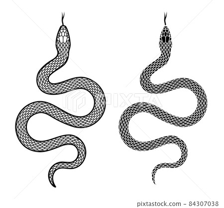 Snake on a white background, two options. Vector illustration. 84307038