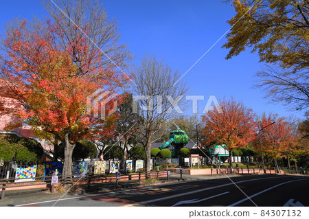 11 月多摩 504 秋葉 Acer buergerianum 和東京大谷幼兒園 Atago 1-chome 11 月多摩 504 秋葉 Acer buergerianum 和東京大谷幼兒園 Atago 1-chome 84307132