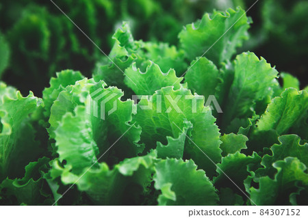 Closeup of rows of organic healthy green lettuce plants Closeup of rows of organic healthy green lettuce plants 84307152
