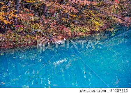 福島和里磐梯的壯觀景色被秋葉染紅，五色沼和美麗的藍色水面 84307215