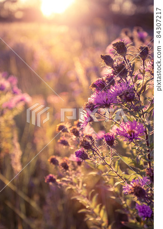 Autumn wild grass and flowers on a meadow Autumn wild grass and flowers on a meadow 84307217