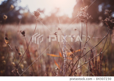 Autumn wild dry grass on a meadow Autumn wild dry grass on a meadow 84307230