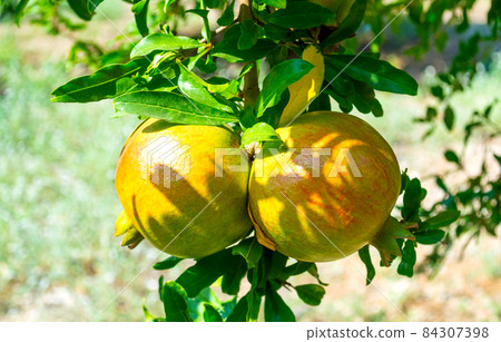 Unripe colorful pomegranate fruits on tree branch. Unripe colorful pomegranate fruits on tree branch. 84307398