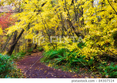 A hiking course around Fukushima, Urabandai, and Goshikinuma in autumn with a wonderful refreshing atmosphere A hiking course around Fukushima, Urabandai, and Goshikinuma in autumn with a wonderful refreshing atmosphere 84307514