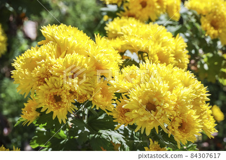 Yellow spray mum Yellow spray mum 84307617