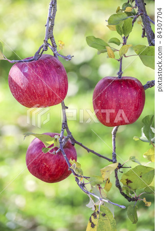 Apples with 3 branches Apples with 3 branches 84307704