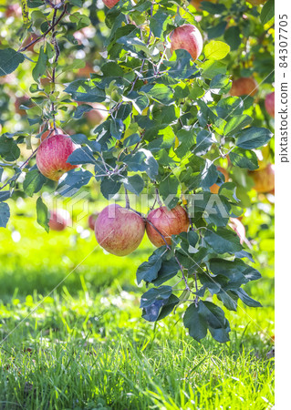 結果蘋果 84307705