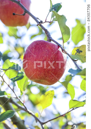 有兩個分支的蘋果 84307706