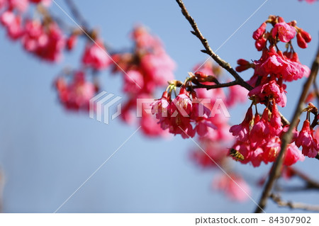 Mountain cherry blossom 84307902