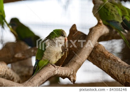 monk parrot in zoo cages, colorful and funny birds, heat-loving birds. 84308246