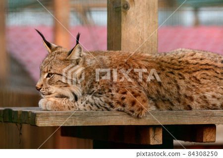 Turkestan lynx in the zoo, a beautiful predator. Turkestan lynx in the zoo, a beautiful predator. 84308250