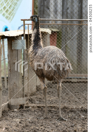 an emu ostrich in a zoo, a cage with exotic birds in a zoo, one ostrich. 84308255