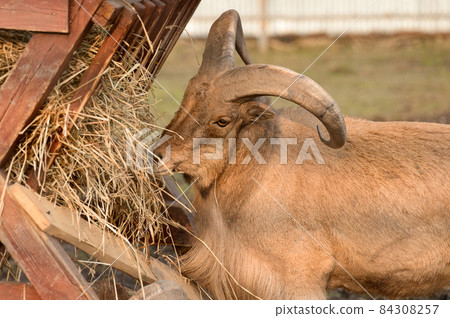 Maned ram eats hay, an animal in the zoo. Maned ram eats hay, an animal in the zoo. 84308257