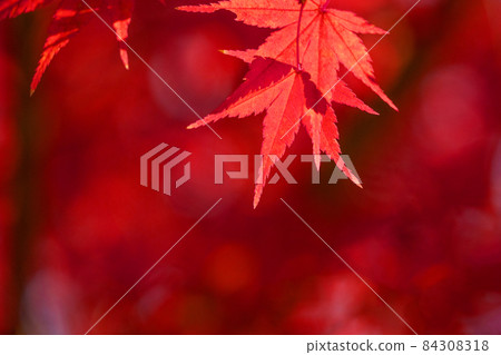 Close-up and copy space of maple leaves dyed red 84308318
