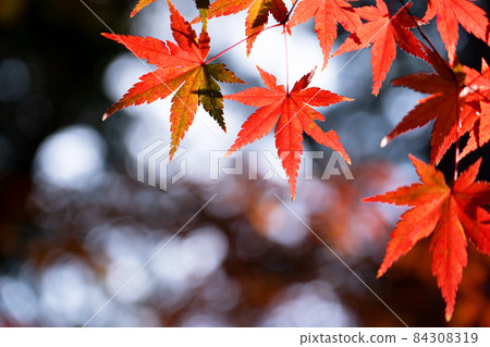 染紅楓葉的特寫與復制空間 染紅楓葉的特寫與復制空間 84308319