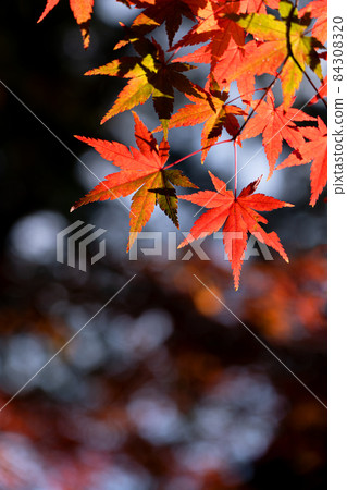 染紅楓葉的特寫與復制空間 染紅楓葉的特寫與復制空間 84308320
