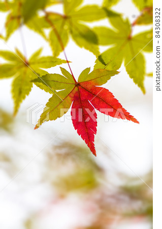 染紅楓葉的特寫與復制空間 84308322