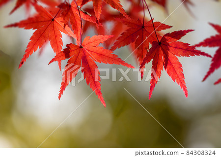 Close-up and copy space of maple leaves dyed red Close-up and copy space of maple leaves dyed red 84308324