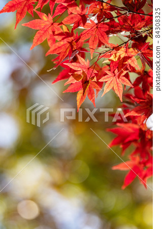 染紅楓葉的特寫與復制空間 染紅楓葉的特寫與復制空間 84308325