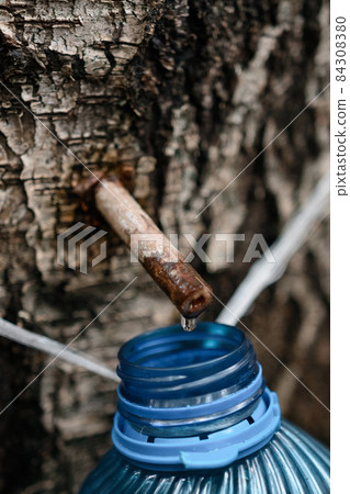 Juice of organic origin, a drop of birch sap close up, forest birch sap. 84308380