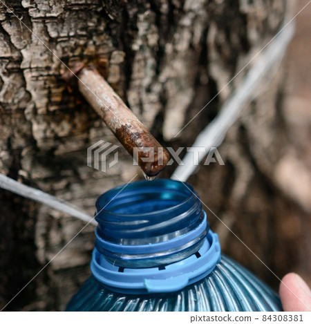 Juice of organic origin, a drop of birch sap close up, forest birch sap. 84308381