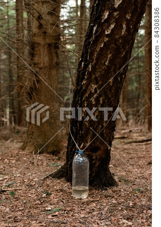 Collection of birch sap in the spring, useful and tasty natural juice. 84308386
