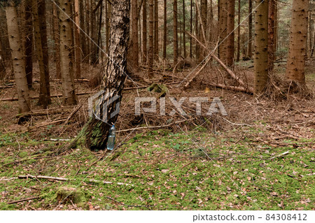 Collection of birch sap in the spring, useful and tasty natural juice. Collection of birch sap in the spring, useful and tasty natural juice. 84308412