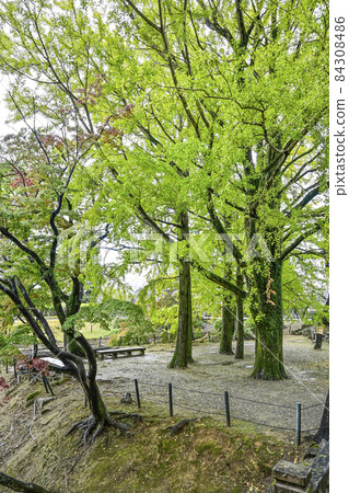 Ginkgo Ginkgo 84308486