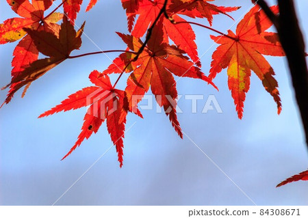 Autumn leaves Autumn leaves 84308671