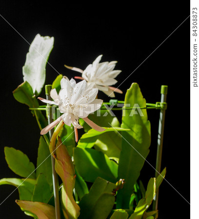 夜之女王 05 84308873