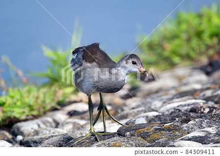 Wild bird moorhen Wild bird moorhen 84309411