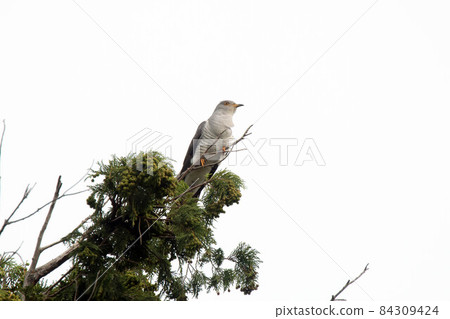 野鳥杜鵑 84309424