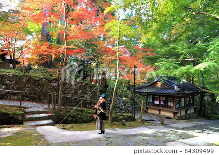 秋季金剛林寺步道53（滋賀縣愛知郡；江東三山） 84309499