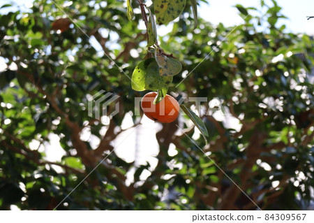 A landscape taken by focusing on a single persimmon that blurs the surrounding green leaves and becomes a tree A landscape taken by focusing on a single persimmon that blurs the surrounding green leaves and becomes a tree 84309567