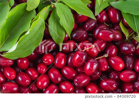 Dogberry cornus mas fruit background  84309720
