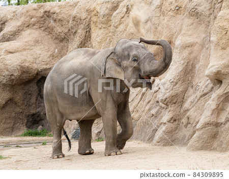 大象 大象 84309895