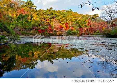 Autumn leaves and Haseike at Kobe Municipal Arboretum 84309997