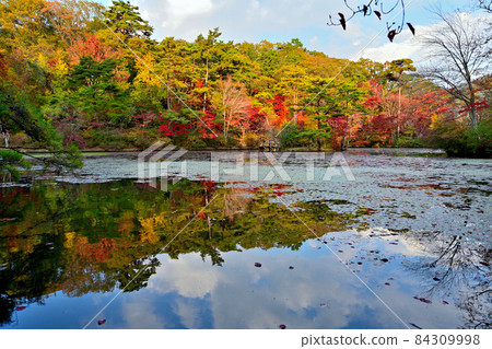 神戶市立植物園的秋葉和長谷池 84309998