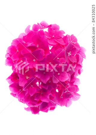 Hydrangea flower head isolated on white background Hydrangea flower head isolated on white background 84310025