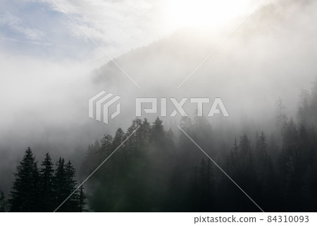 Coniferous forest covered with dense fog 84310093