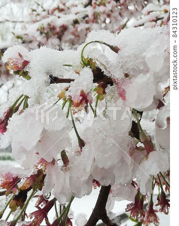 初春盛開的吉野櫻花樹被雪覆蓋(2020年3月下旬拍攝於埼玉市) 初春盛開的吉野櫻花樹被雪覆蓋(2020年3月下旬拍攝於埼玉市) 84310123