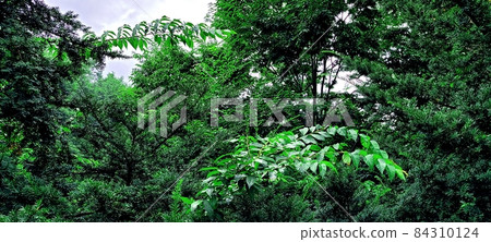 首爾Bukhansan Dulle-gil附近初夏的綠色新鮮綠色 首爾Bukhansan Dulle-gil附近初夏的綠色新鮮綠色 84310124